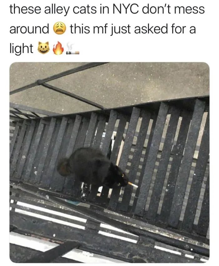 yakRRdcYi8lW6ZYf.jpg