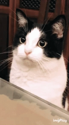 0cqz85Jb8cl9IvFQ.gif