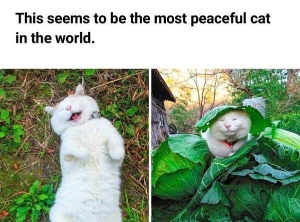 UzbtEfZUlnhB6VSs.jpg