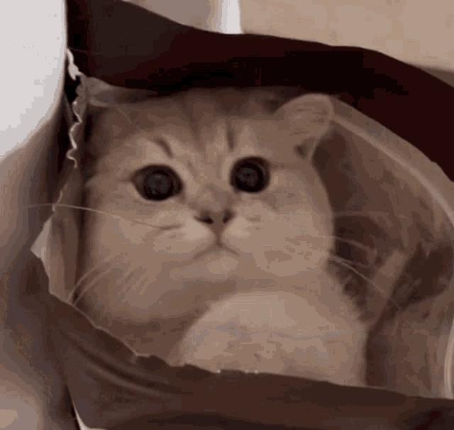 Xn9c0UGXVnJKqvvQ.gif