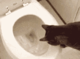 6weUY4ZOEhsqJPC2.gif