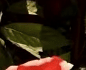 CpE9GI0Zw8h1v0qD.gif