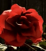 fVSFy8T6gcsS4pZo.gif
