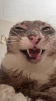 08flXP4KfGYbSjEv.gif