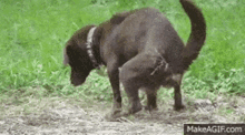 IeUssqcQfn47tHMK.gif