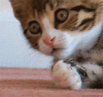 qlKvHGQ7xq1PWNyZ.gif