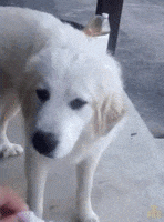 v41VxQ2n92AbMumE.gif