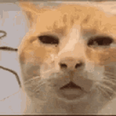 OWU4E8qJfumuS6ex.gif