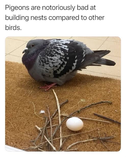 gNxFKetuOckF0dCw.jpeg