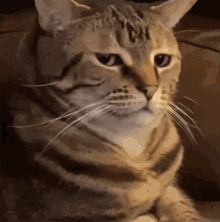 vjABeqpqriwqK2VL.gif