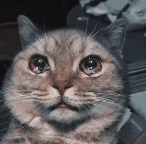 OqRZ0vLv0o9lVBDO.gif