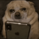 O4tgSOY2F0cBhdMQ.gif
