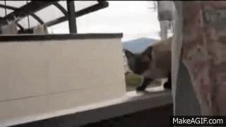kJTvRyKxF9EHgJlh.gif