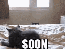 xiKnpcqt10BRYiHD.gif