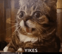 PRVU5Uf9pWMpiych.gif