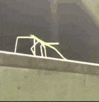 pXNH1cmwNyoMDEEk.gif