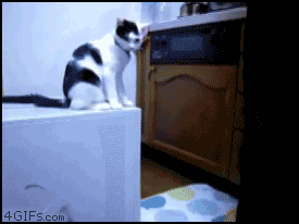 PUGm7s48Htu4Evlz.gif