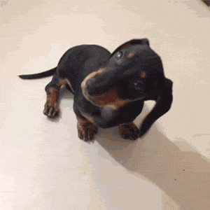 mKc5QGjBksXFq0Xg.gif