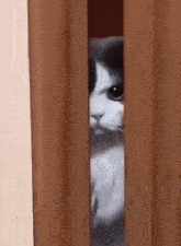 04IDZPopgz8KAalB.gif