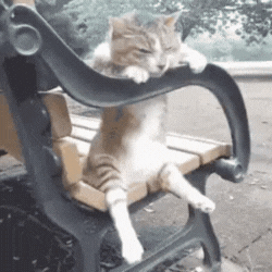 CLaDMWPL8Bf4Lb8T.gif