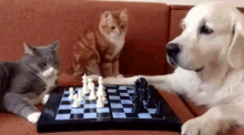 kRu0w3JvSpnaKj9a.gif