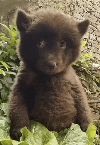 nBmyi111a22ztFdx.gif