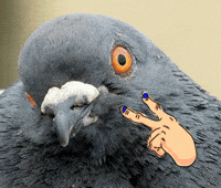 3I3Jn81E4Y6kuBdK.gif