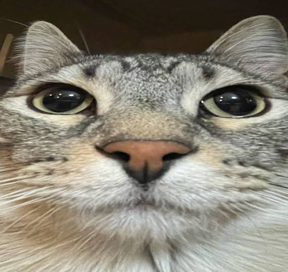 qXqhtAV1Z6enBMJl.jpeg