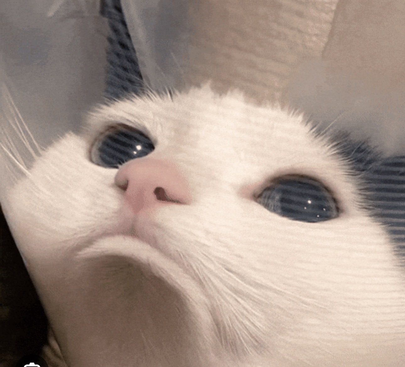 eLjULM0g8DjEC7M1.jpeg