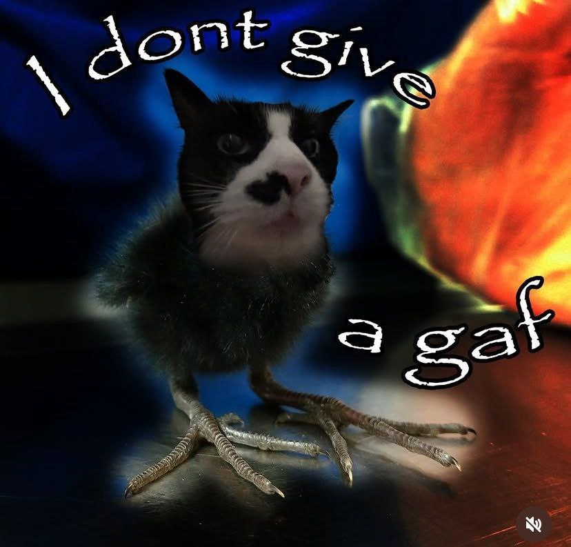 6AeDKpnloEI0C1gz.jpg