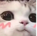 DOppU5n1TAmCCZQn.png
