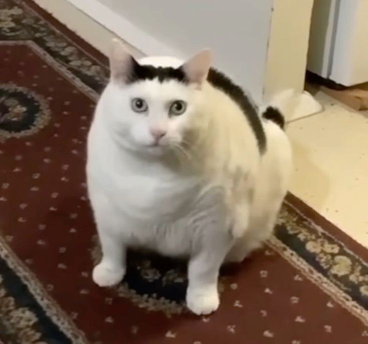 SSawQGIYYiVh3cJ7.jpg