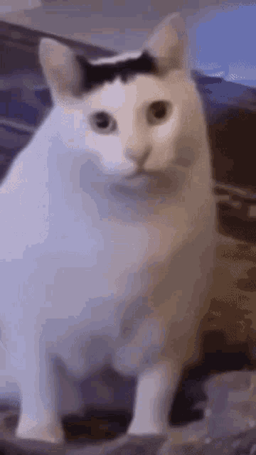 br1xrhJvgrA3wwop.gif