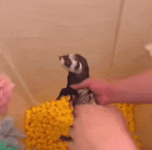 1TfP8LtN8cmfn9vP.gif