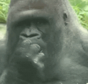 NcKx05vtsASWuyMA.gif
