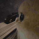 Qi4Q1FMypa88X7yU.gif