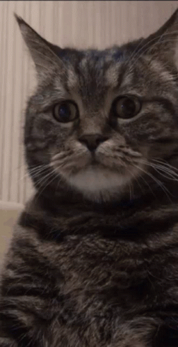 7VbHAiqAJveRnIJW.gif