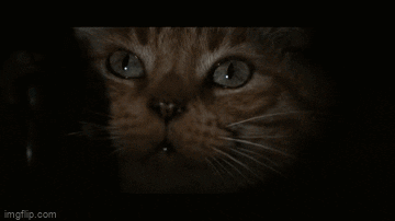 BeuNhUIeTMc0T8L1.gif