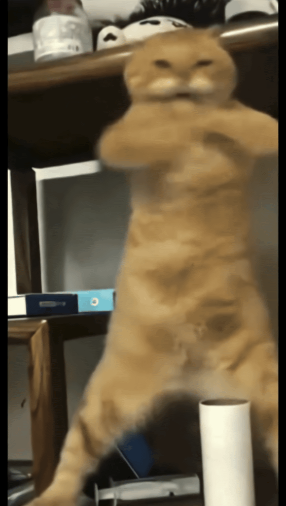 CAS1vmDApTWGw15F.gif