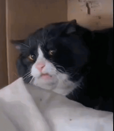 Hh8oHJ5OhYGietiQ.gif