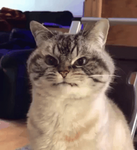 KdYHJ0VfZzRIRh7h.gif