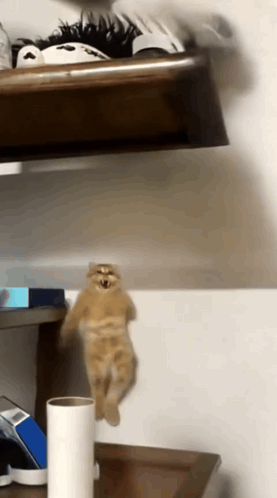 R61vjvwr8KPU3yQi.gif