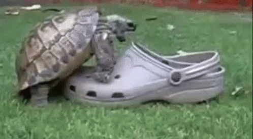 abjR9uVUOpY0iBzQ.gif