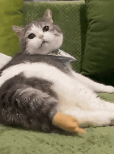 cB8SyYsPicK5rY9Q.gif