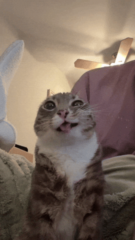 drcYd7DW5QiYHQyQ.gif