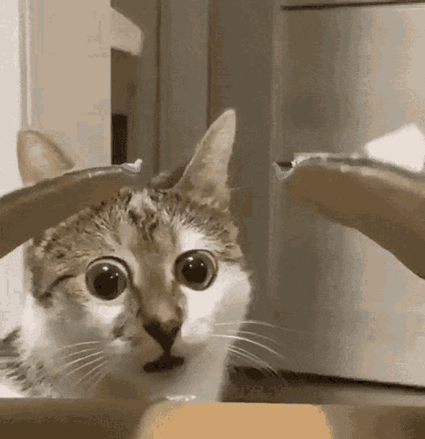 lOpyS4XXQWOKBBfr.gif