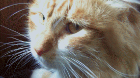 ne9jkQKiTsJonUq8.gif