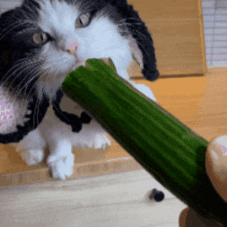 o2fId3JWb0cG5DCX.gif