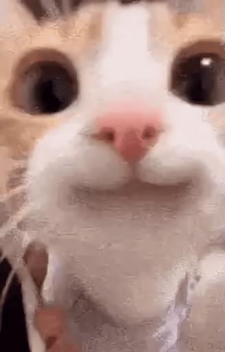 pdDAFB6BFUKWiH0X.gif