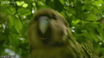 w4FPT6nTJY5CmI7U.gif